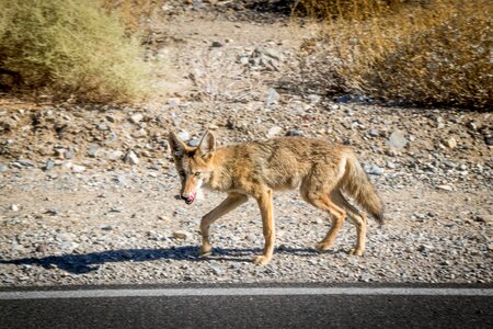 Desert fox fuchs animal
