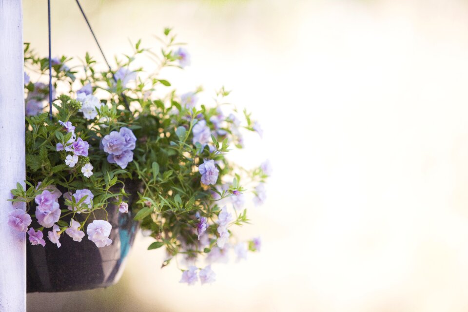 Summer hanging plant garden