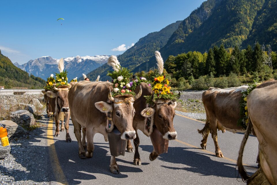 Cows autumn livestock