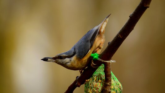 Small lakomka nuthatch