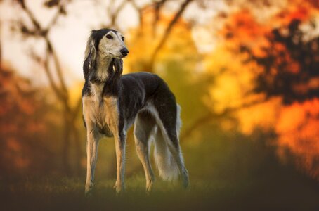 Saluki pet animal photo