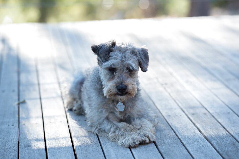 Pet cute canine