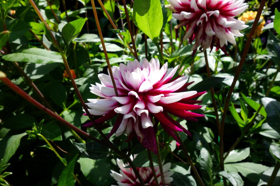 Nature flower garden