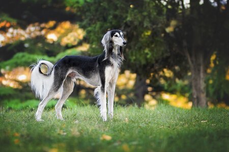 Saluki pet animal