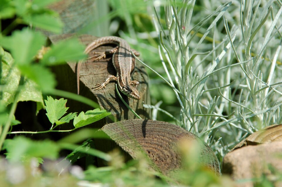 Food close up lizard