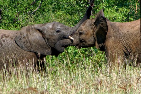 Africa elephant kruger park