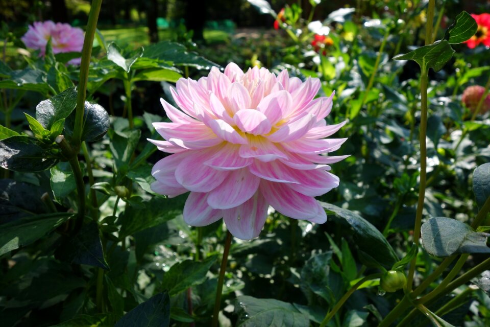 Flower nature garden