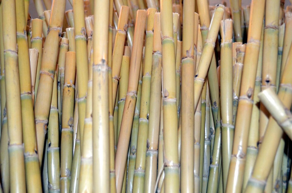 Reeds background canneto