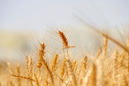 Rye straw crop photo