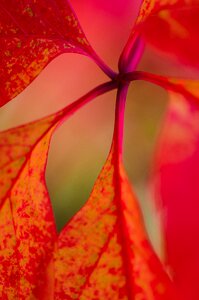 Leaves autumn star