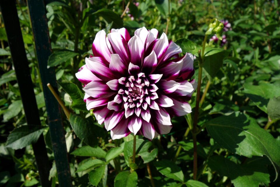 Flower nature garden