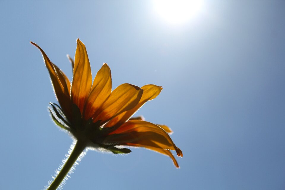 A yellow flower sky summer