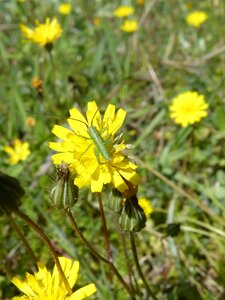 Insect small tiny dandelion photo