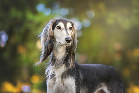 Animal dogs pet