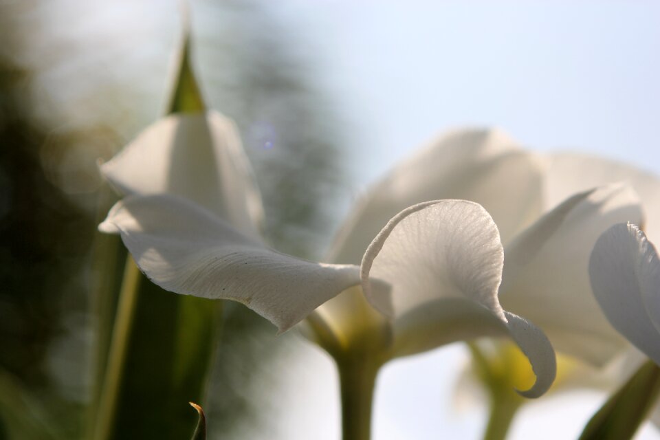 Nature floral blossom