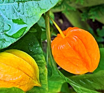 Ornamental plant garden orange flowers