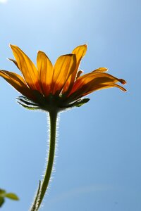 A yellow flower sky summer photo