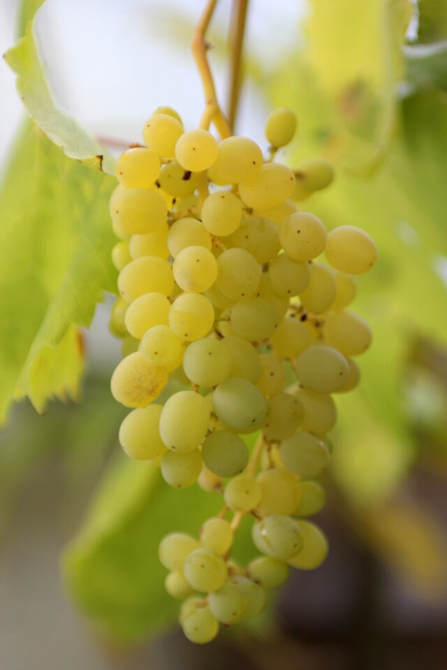 Food ripe nature