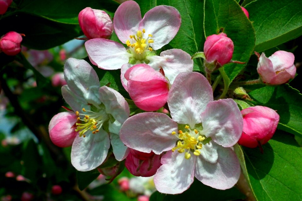 Nature plant garden