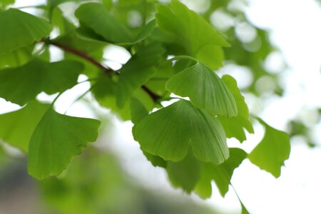 Ginkgo tree garden