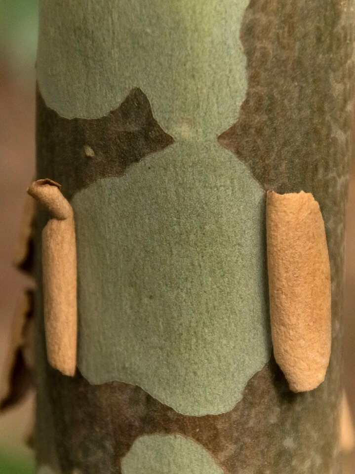 Smooth peeling gum tree