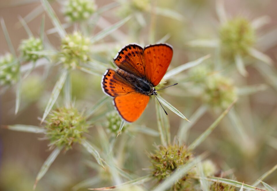 Wings nature coloring
