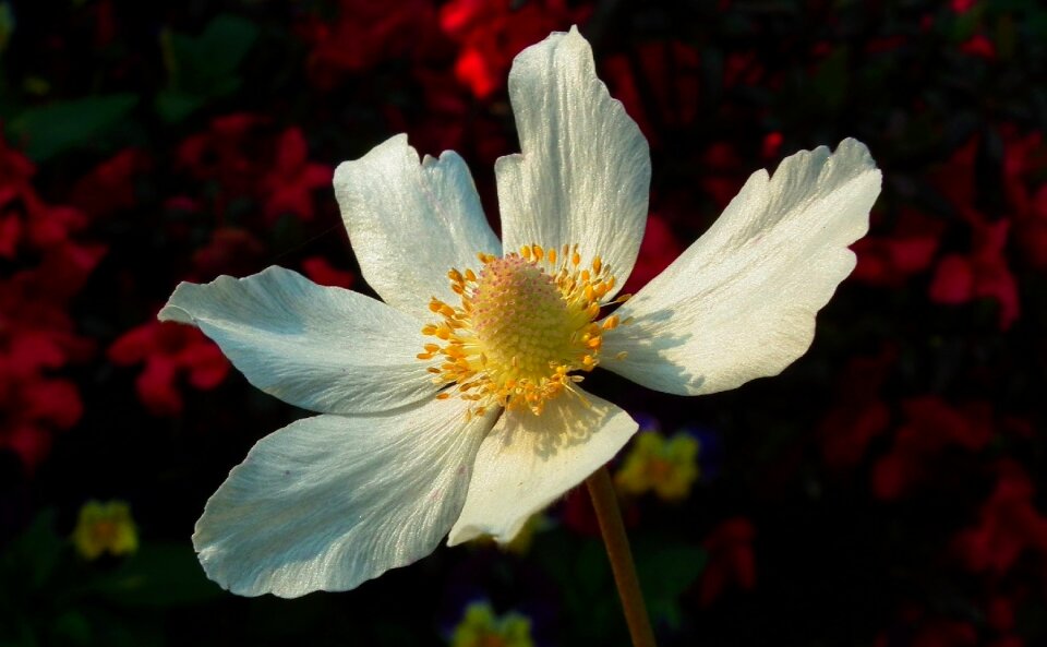 Anemone plant summer photo