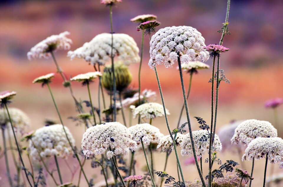 Flower season grass