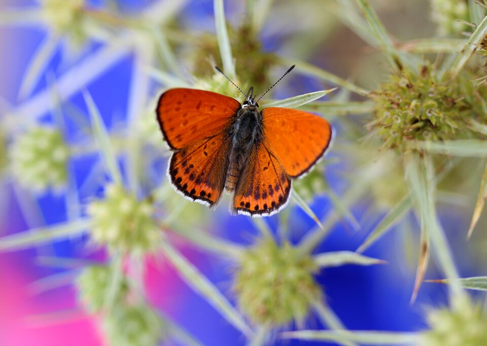 Wings nature coloring