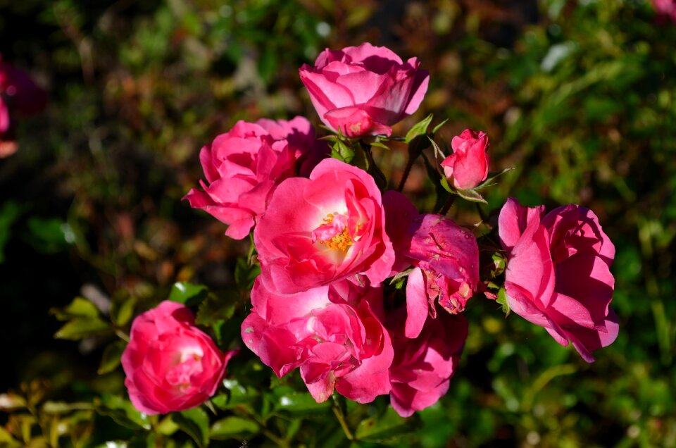 Bloom rose bloom rose blooms
