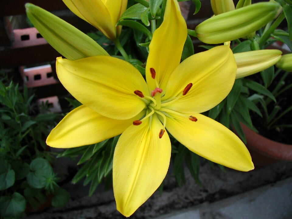 Bloom garden summer