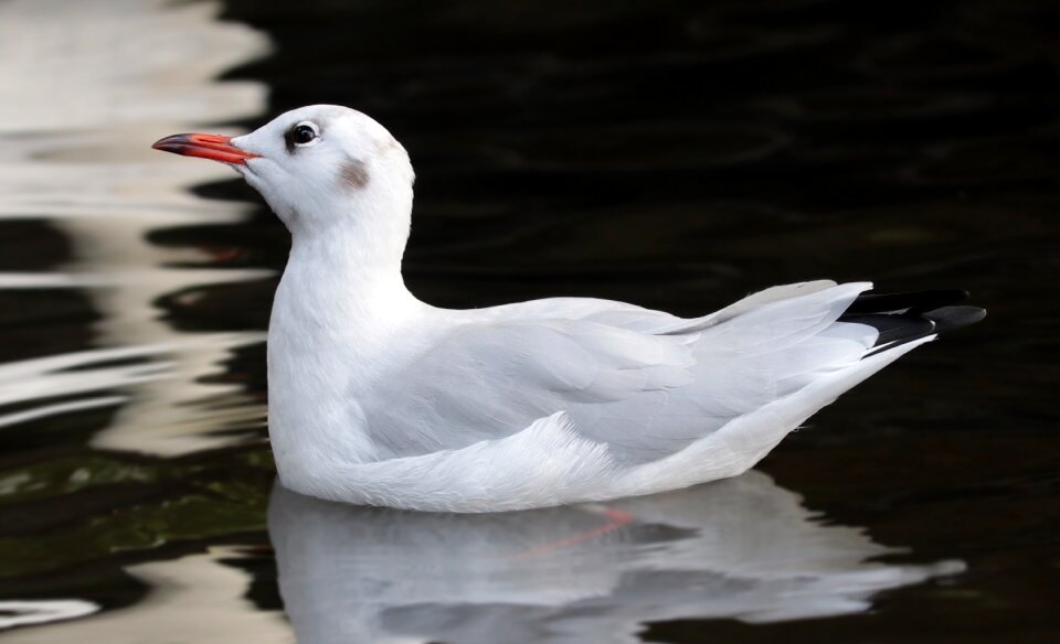 Seevogel animal water