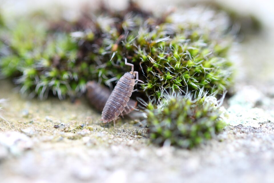 Close up plant insect