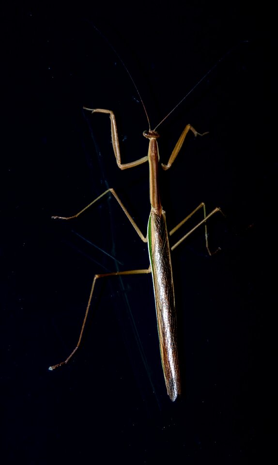 Insect large shiny