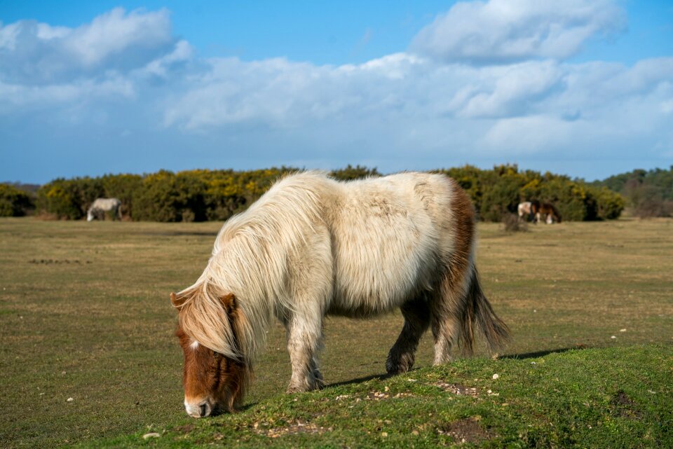 Field pasture horse
