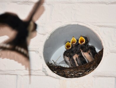 Bird's nest feed young birds photo
