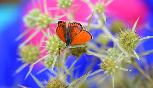 Wings nature coloring photo