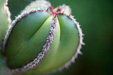 Green spur sting