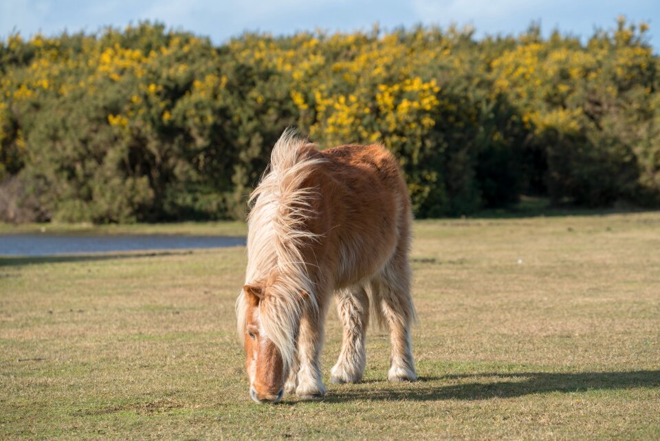 Horse pony new forest