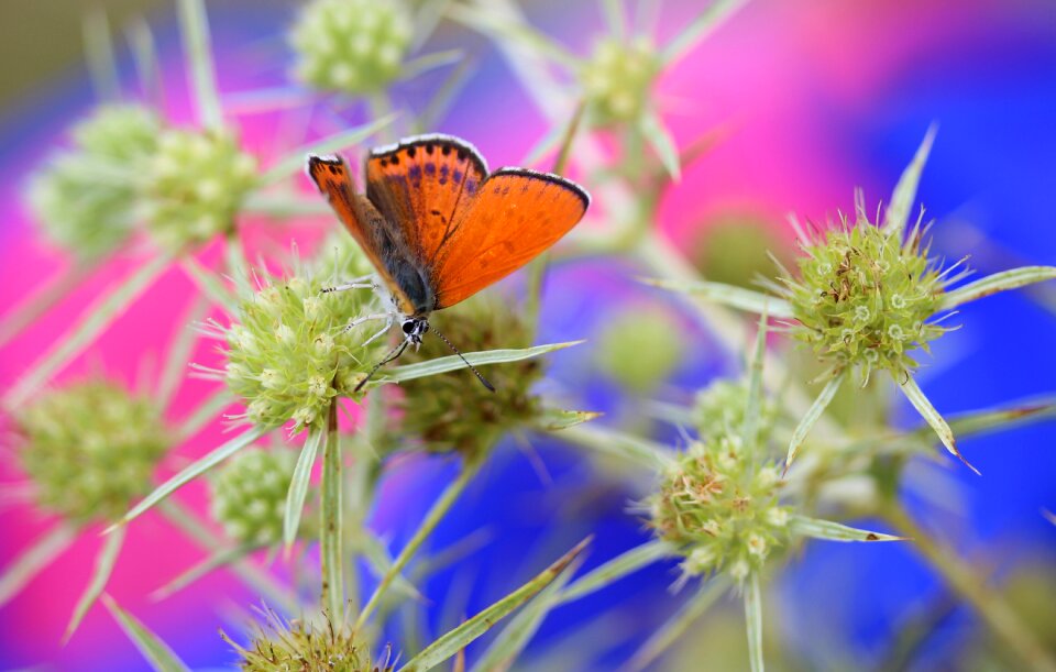 Wings nature coloring