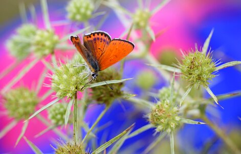 Wings nature coloring