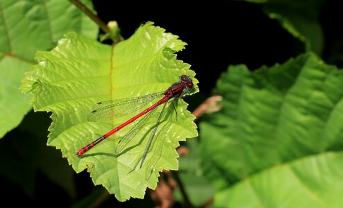 Shiny red dragonfly wand dragonfly photo