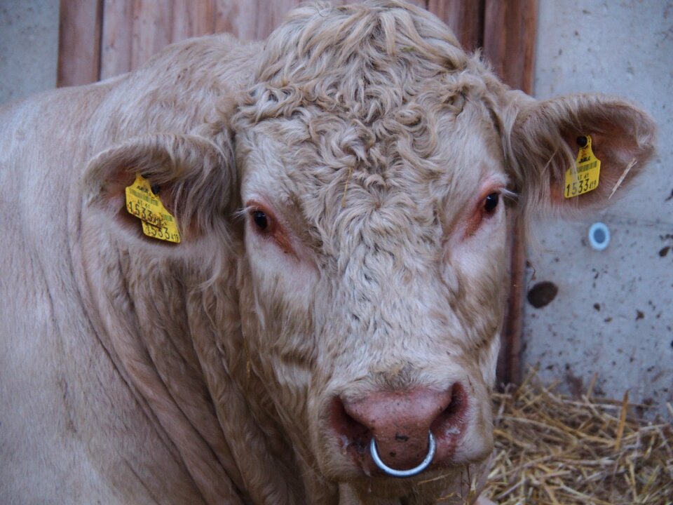 Agriculture meat bauer
