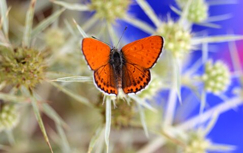 Wings nature coloring