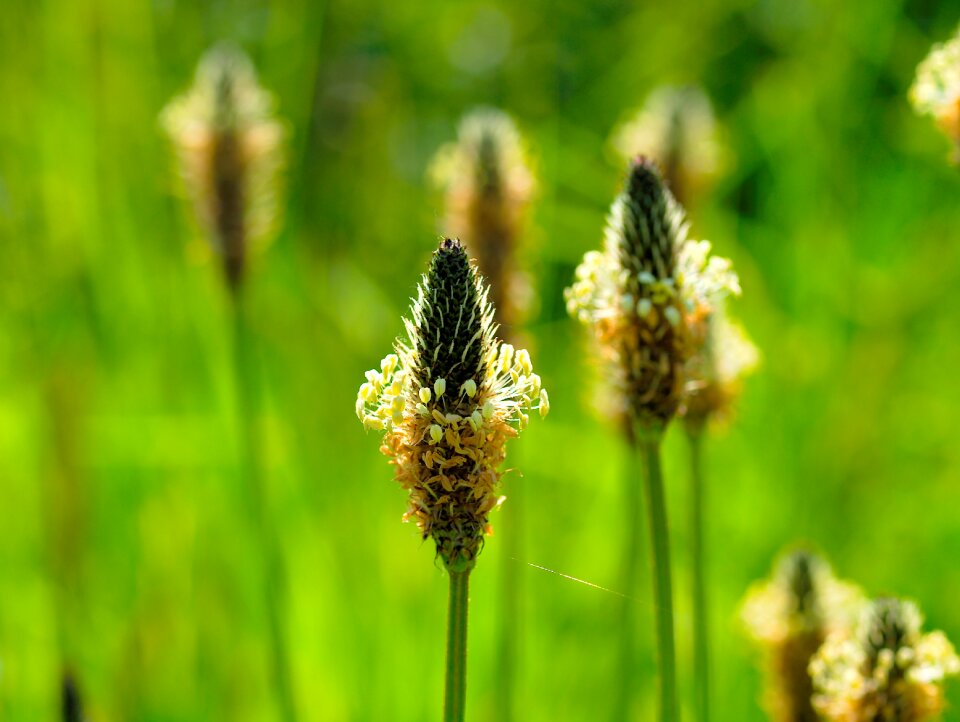 Summer plant meadow