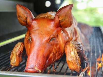 Grill pig food