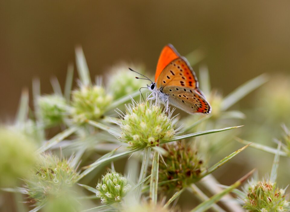 Wings nature coloring