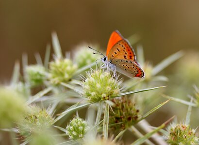 Wings nature coloring