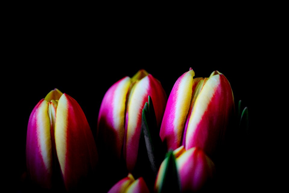 Plant bright color