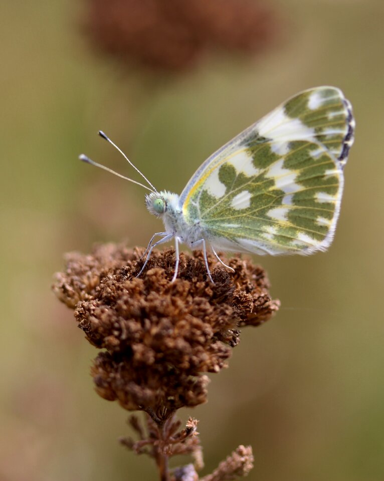 Insecta wings nature